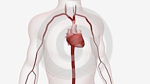 The thoracic aorta is a section of the aorta, the largest artery in the body.