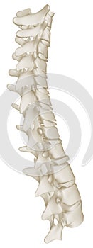 The Thoracic Curve of the Human Spine