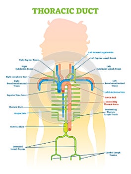 Thoracic Duct anatomical vector illustration diagram, medical scheme. photo