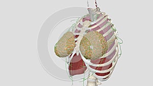 The thoracic duct is the largest lymphatic vessel in the human body