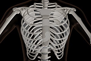 Thoracic part of the human skeleton