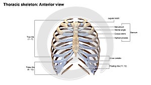 Thoracic Skeleton Anterior view