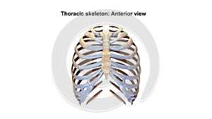 Thoracic Skeleton Anterior view