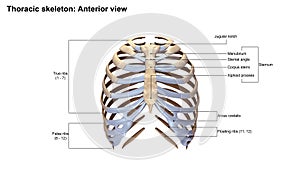 Thoracic Skeleton Anterior view photo