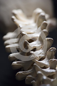 Thoracic Spine