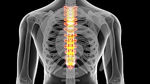 The thoracic spine