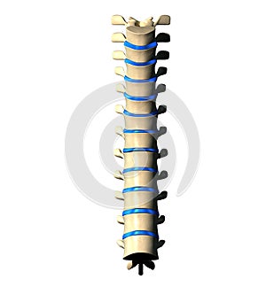 Thoracic Spine - Anterior view