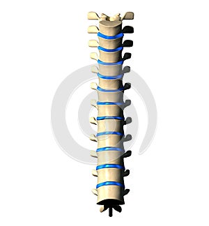 Thoracic Spine - Anterior view photo
