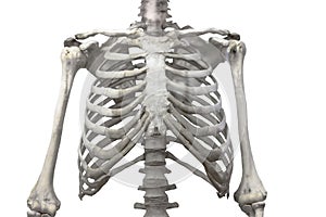 Thoracic spine, chest and ribs of bone with arms and shoulders isolated on a white background