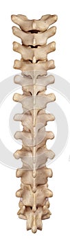 The thoracic spine photo