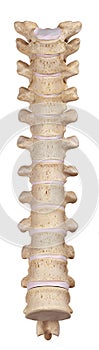 The thoracic spine photo
