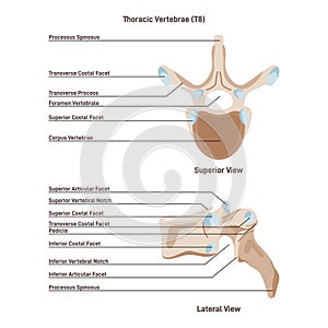 Thoracic vertebra. Middle segment of the vertebral column. Superior