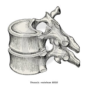 Thoracic vertebrae anatomy vintage illustration clip art isolate