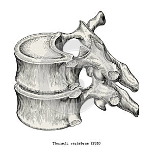 Thoracic vertebrae anatomy vintage illustration clip art isolate photo