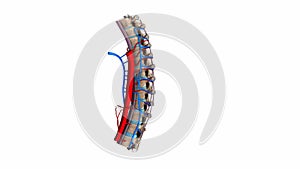 Thoracic vertebrae with ligaments and blood vessels