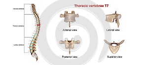 Torácico columna vertebral7 