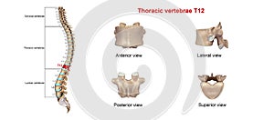 Thoracic vertebrae T12 photo