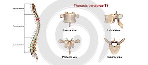 Thoracic vertebrae T4 photo