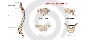Thoracic vertebrae T2 photo