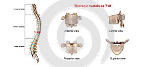 Thoracic vertebrae T10 photo