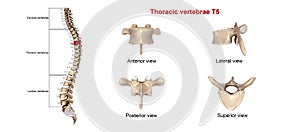 Thoracic vertebrae T5 photo