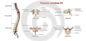 Thoracic vertebrae T4 photo