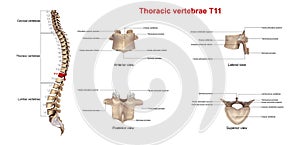 Thoracic vertebrae T11 photo