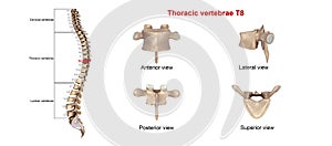 Thoracic vertebrae T8 photo