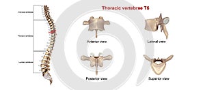 Thoracic vertebrae T6 photo