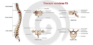 Thoracic vertebrae T3 photo