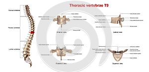 Thoracic vertebrae T9 photo