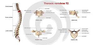 Thoracic vertebrae T2 photo