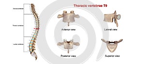 Thoracic vertebrae T9 photo