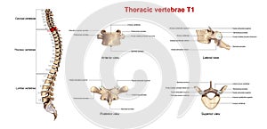 Thoracic vertebrae T1 photo