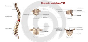 Thoracic vertebrae T10 photo
