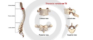 Thoracic vertebrae T1 photo