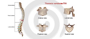 Thoracic vertebrae T11