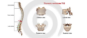 Thoracic vertebrae T12