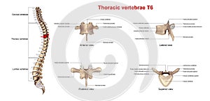 Thoracic vertebrae T6