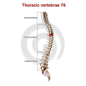 Thoracic vertebrae T6