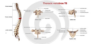 Thoracic vertebrae T8