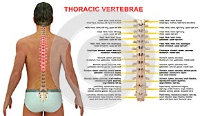 Thoracic vertebrae or thoracic spine