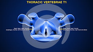 Thoracic vertebrae or thoracic spine