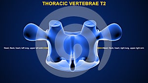 Thoracic vertebrae or thoracic spine