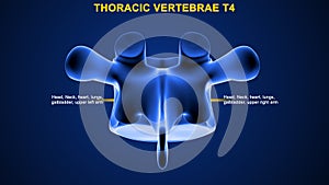 Thoracic vertebrae or thoracic spine