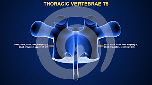 Thoracic vertebrae or thoracic spine