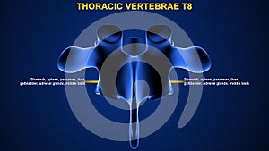 Thoracic vertebrae or thoracic spine