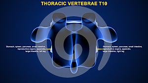 Thoracic vertebrae or thoracic spine