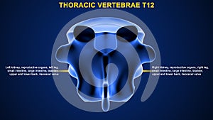 Thoracic vertebrae or thoracic spine