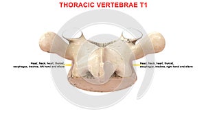Thoracic vertebrae or thoracic spine bone T1